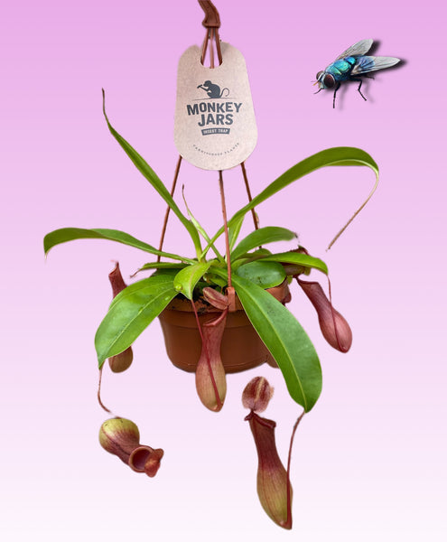 Nepenthes Alata Carnivorous Monkey Jars Fly Trap Plant Hanging Basket 35 cm