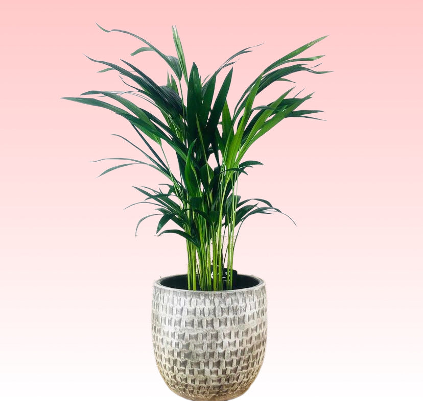 butterfly palm indoor plant Areca Palm Dypsis Lutescens Butterfly Palm 25cm