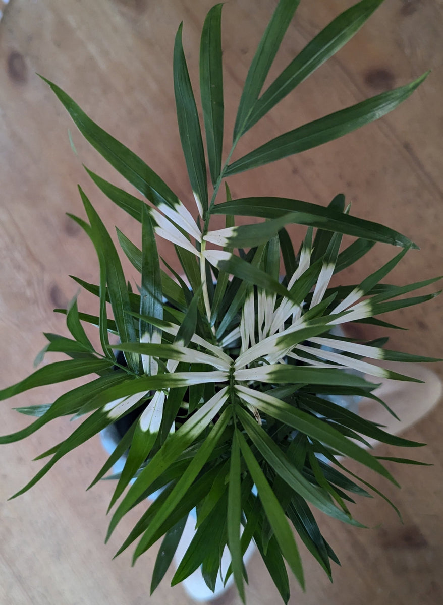 parlor palm uk Rare Variegated Chamaedorea Elegans Parlour Palm 50cm – Green Charm House of Plants