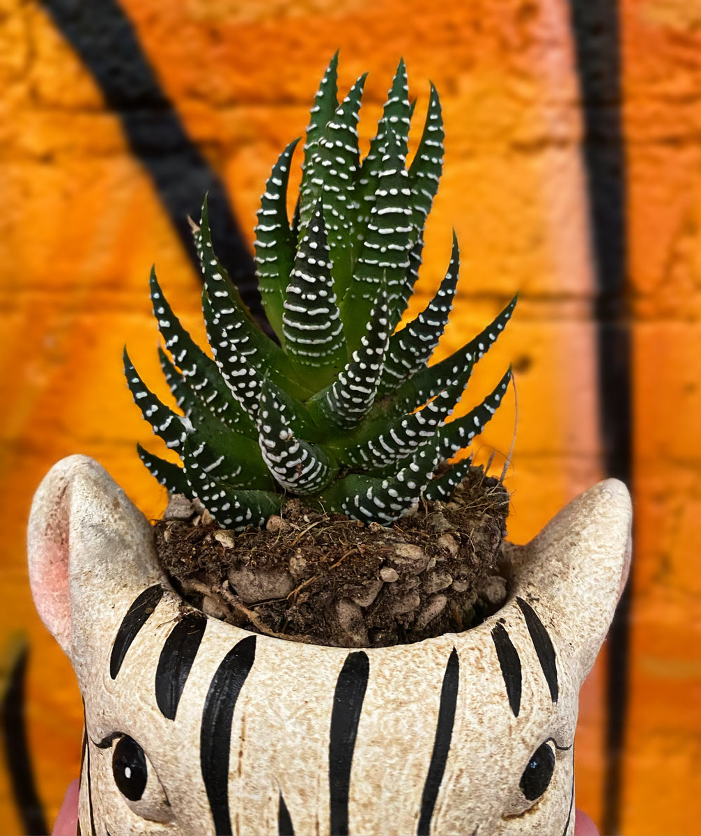 Haworthia Fasciata Zebra Plant 12cm Green Charm House Of Plants haworthia-fasciata-zebra-plant-12cm-green-charm-house-of-plants