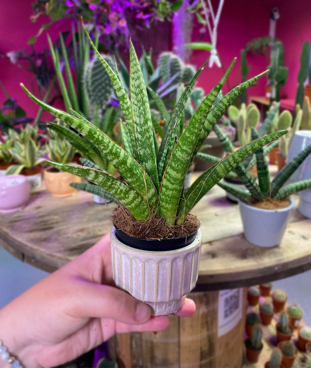 Sansevieria Kirkii Friends Snake Plant 20 cm  Green Charm House of Plants