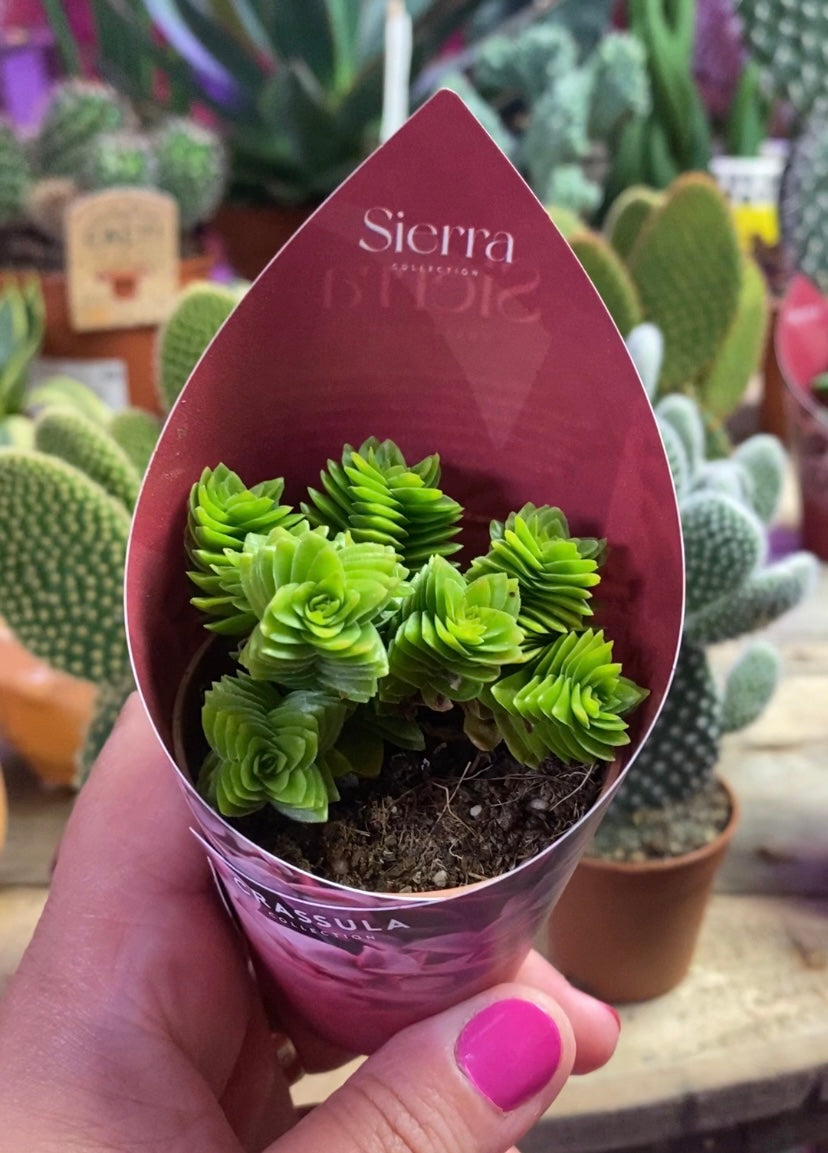 green pagoda succulent care Crassula Green Pagoda 10cm – Green Charm House of Plants