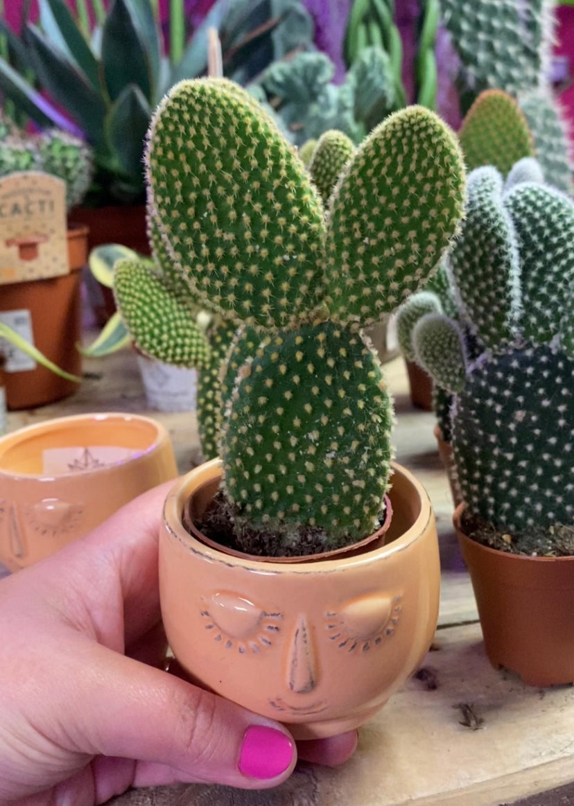 Opuntia Microdasys Rufida Gold Bunny Ears Cactus 16cm – Green Charm House  of Plants