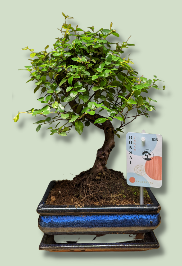 sageretia bonsai kaufen Chinese Sweet Plum Sageretia Theezans Bonsai Tree 38 cm – Green Charm House  of Plants