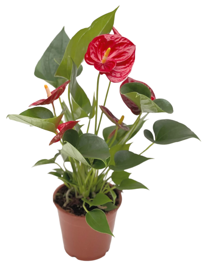 House plant with red flowers discount