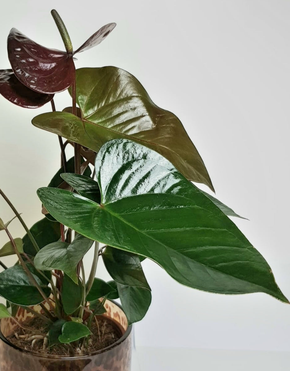 anthurium chocolate Anthurium andraenum 'Giant Chocolate' 45cm – Green Charm House of Plants