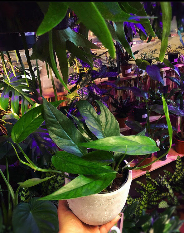 Epipremnum Pinnatum Blue Form Beginner Friendly Houseplant 30cm – Green ...