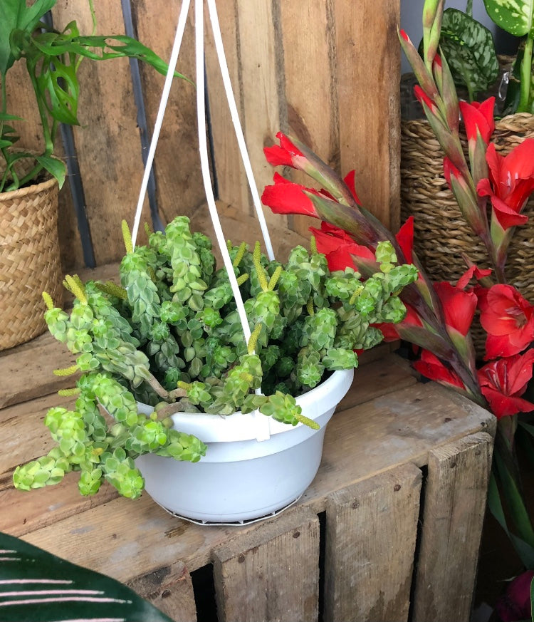 crocodile plant succulent Peperomia Columella