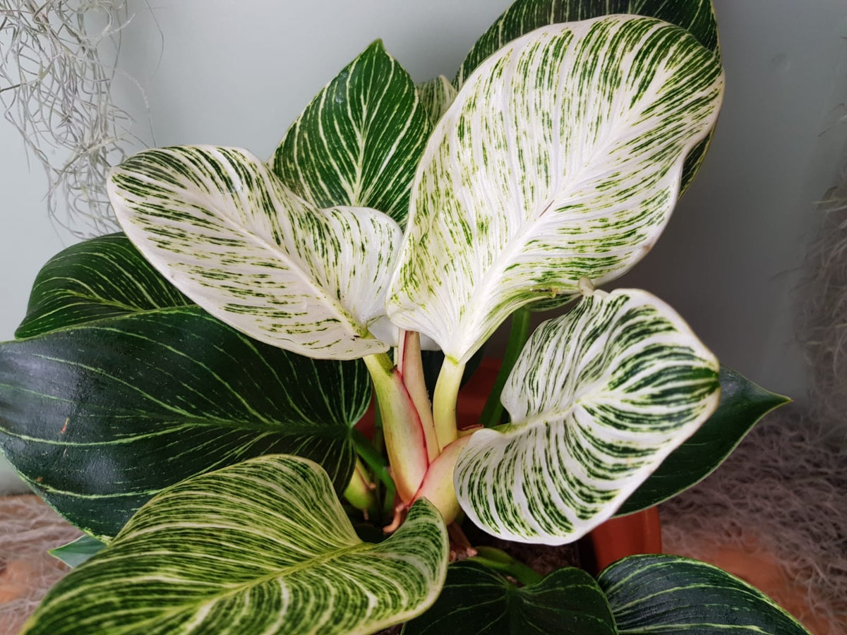 Philodendron 'Birkin'- White Measure 30cm – Green Charm House of Plants