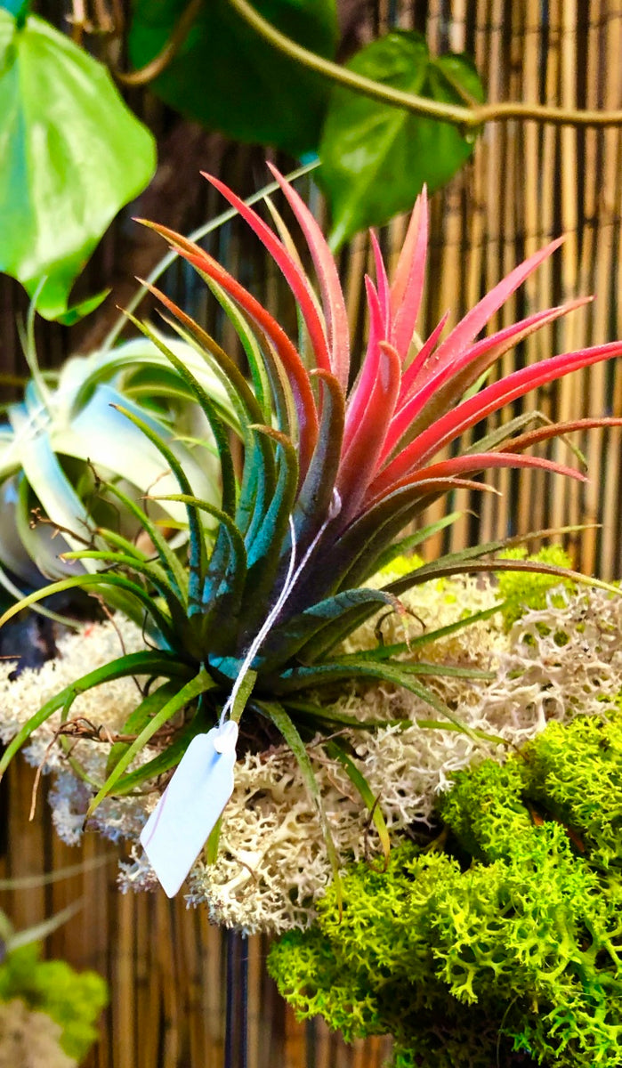 Earthlingz Ionantha Air Plant Kit - Living Plant With Character Pot & Sticker Accessories