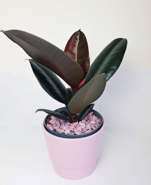 Ficus Elastica ‘Abidjan’ - Rubber Plant 35cm