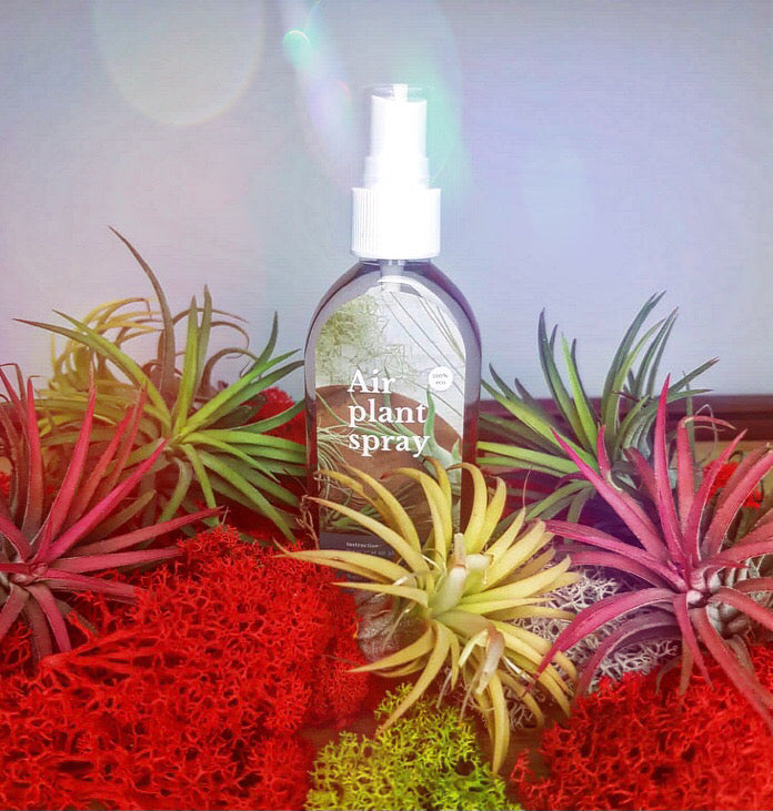 Air Plant Fertiliser Tillandsia Care Spray Air Plant Food Healthy Happ –  Green Charm House of Plants