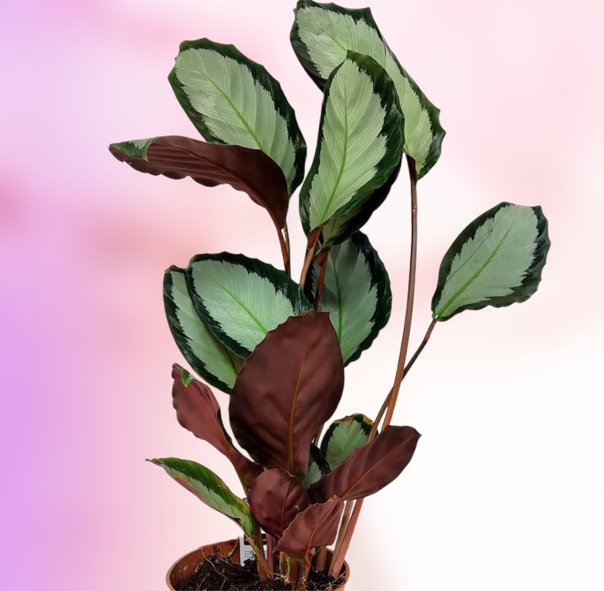 Calathea Picturata Argentea Silver Variegated Calathea 70 cm