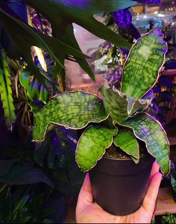 rare snake plant Rare Sansevieria Starr Green Granite Snake Plant Beginner Friendly Hou – Green Charm House of Plants