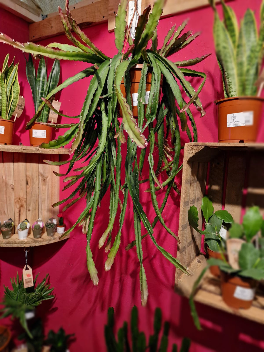 XL Lepismium Cruciforme Red Tip Hurricane Cactus Hanging Jungle Cactus