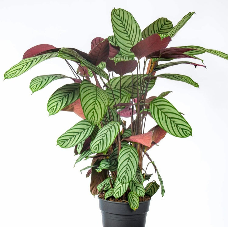 Calathea Oppenheimiana Compact Star 70 cm – Green Charm House of Plants