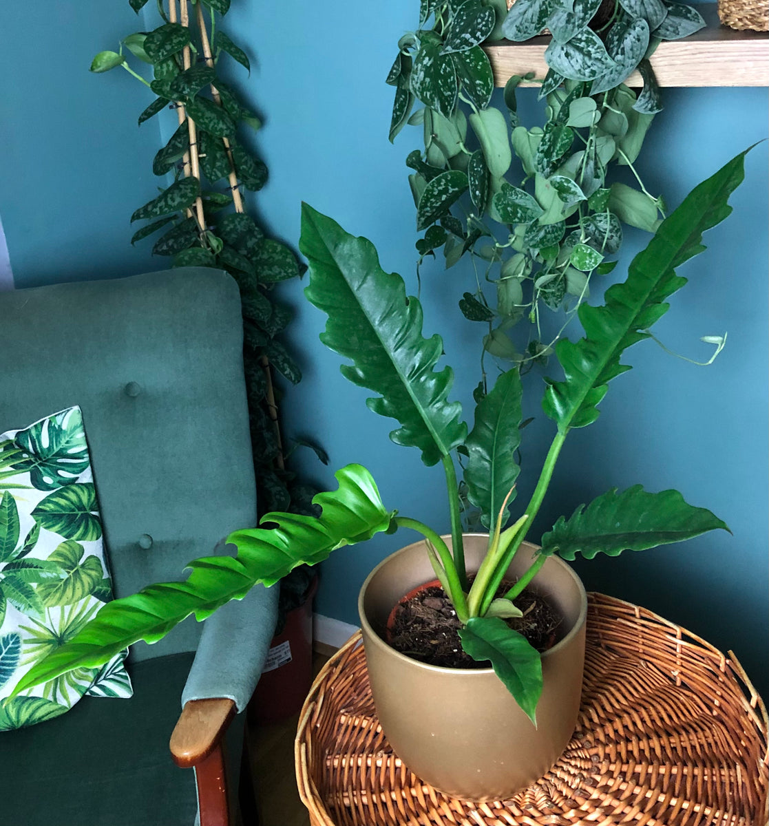 philodendron narrow tiger Philodendron Narrow Escape Tiger Tooth 40cm – Green Charm House of Plants