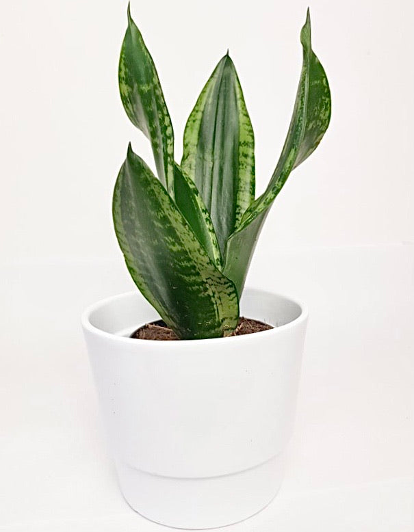 Sansevieria Trifasciata Silver Flame 27cm – Green Charm House of Plants