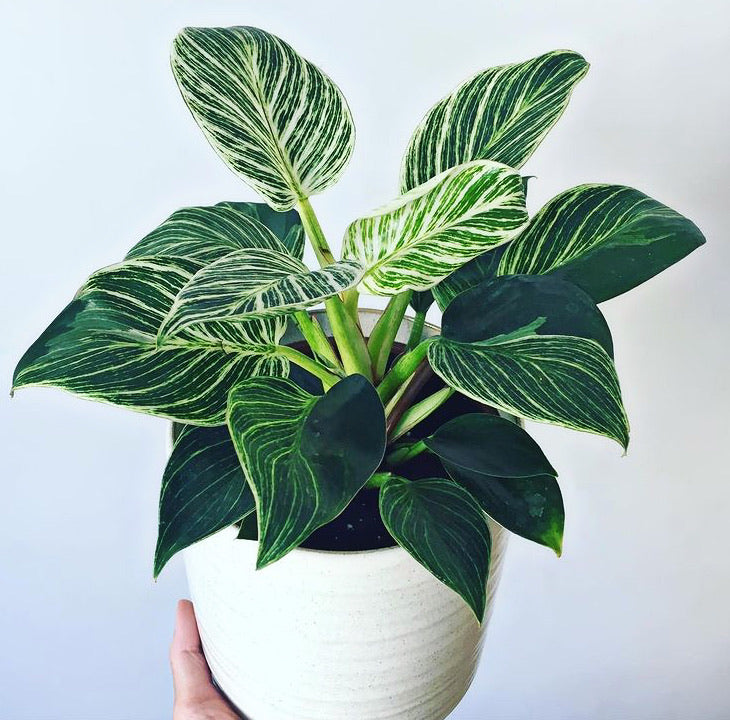 Philodendron 'Birkin'- White Measure 30cm – Green Charm House of Plants