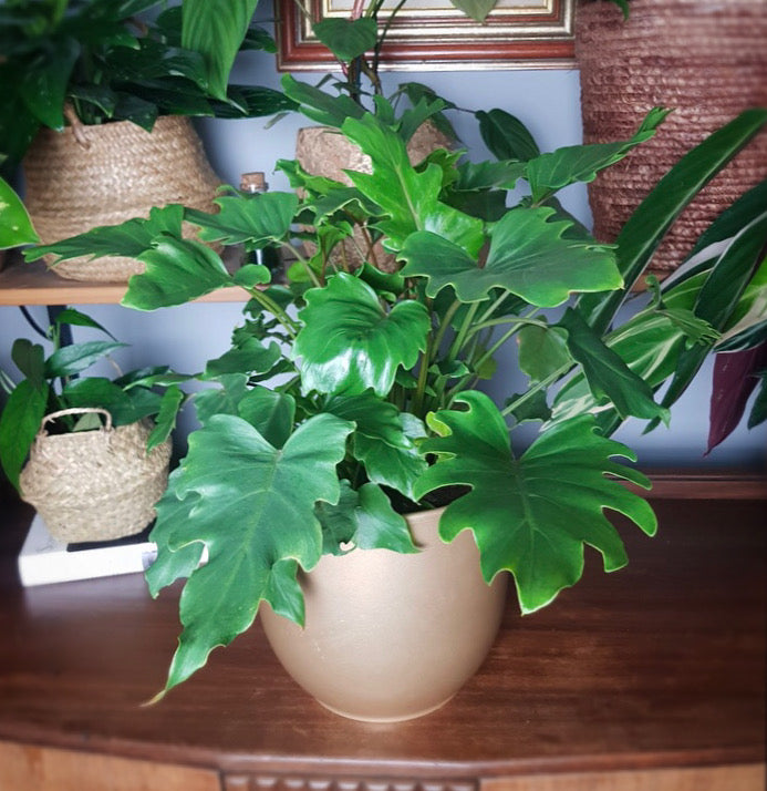 Philodendron Winterbourn Xanadu Philodendron 60cm – Green Charm House of  Plants