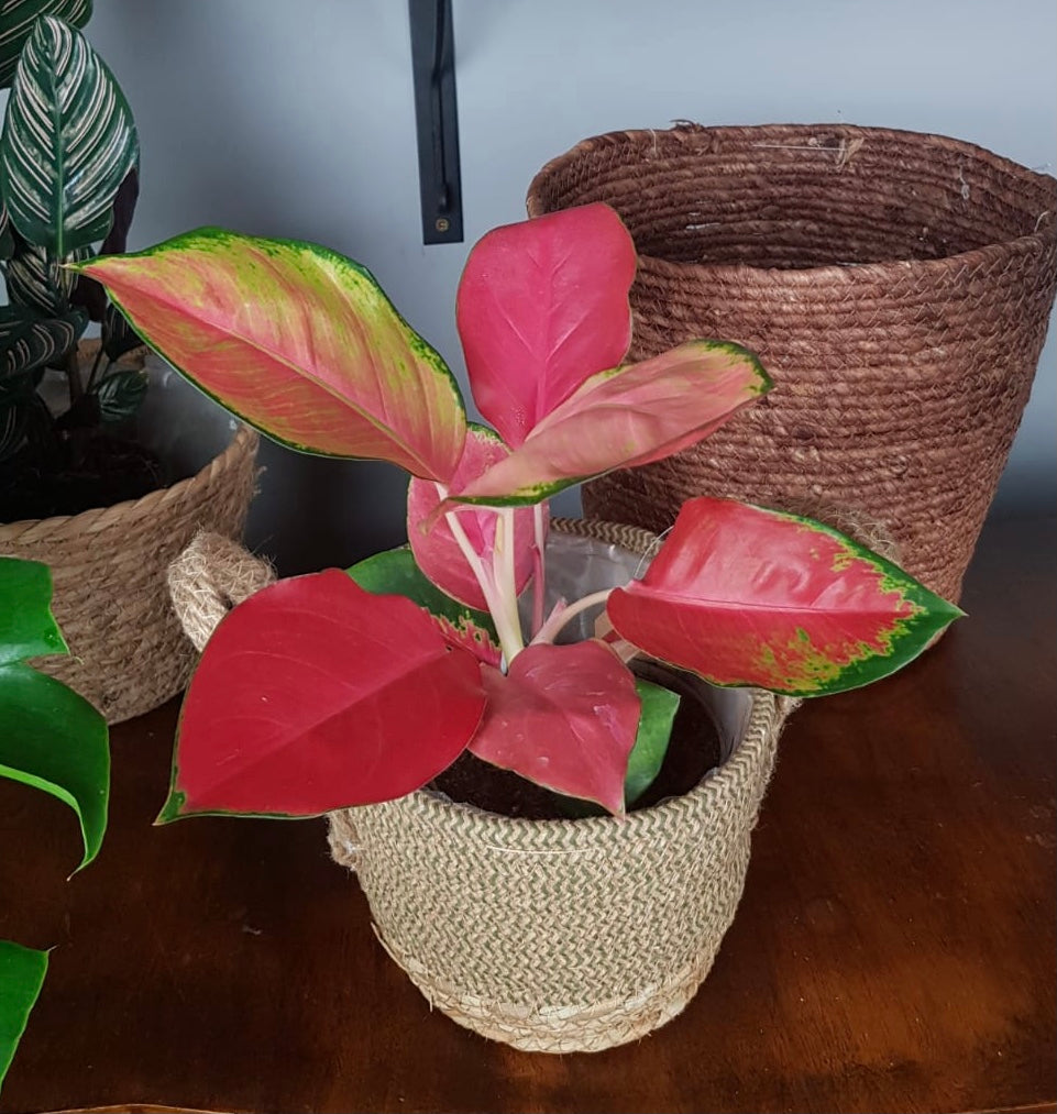 aglaonema pink star flower Aglaonema Pink Star