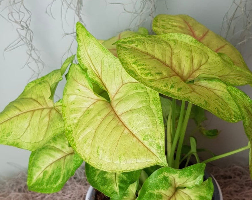 Syngonium Podophyllum Sunshine 30cm Green Charm House of Plants