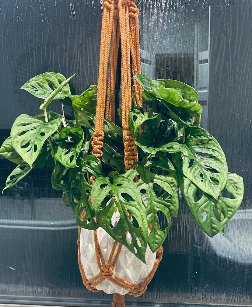 hanging monkey mask plant Monstera Adansonii Monkey Mask 30 cm Hanging – Green Charm House of Plants