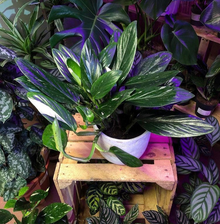 Rare Monstera Standleyana Philodendron Cobra 50cm – Green Charm House of  Plants