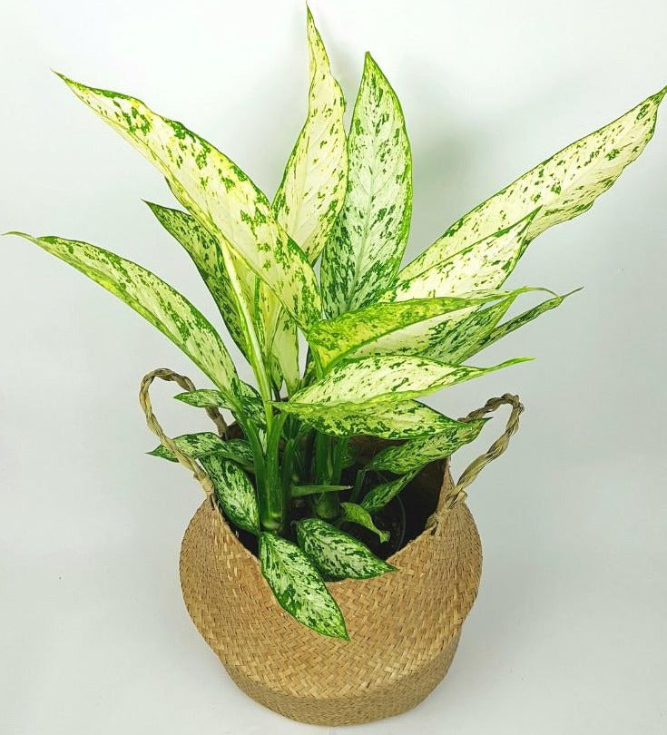 Dieffenbachia Vesuvius 55cm – Green Charm House of Plants