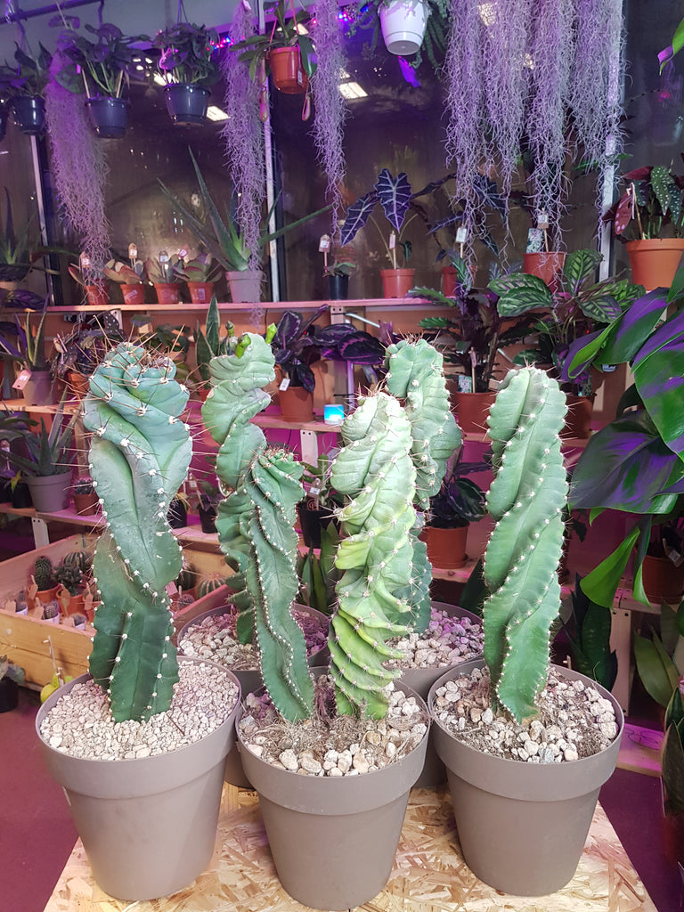 New in Spiral Cactus-Cereus forbesii spiralis over 55 cm