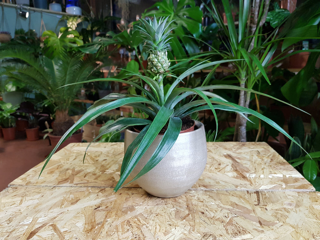 New in Pineapple Plant