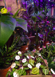 Discover our latest Plants, from sweet baby Anthuriums, to easy care, unusual Snake Plants ..