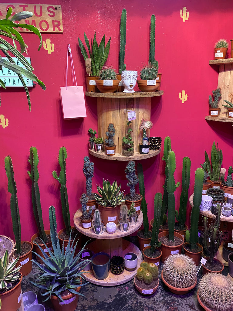 Have You already visited our new Cactus House?