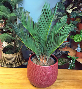 Cycas Revoluta Sago Palm 💚