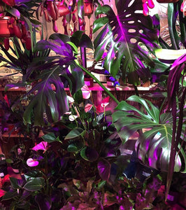 Large indoor Plants are spectacular and they make your house look like a tropical Heaven!