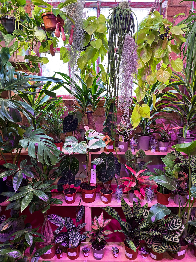 Greenery on Your Terms: The Charm of Self-Service Plant Shops