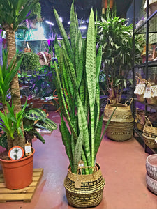 New in  Large Sansewieria