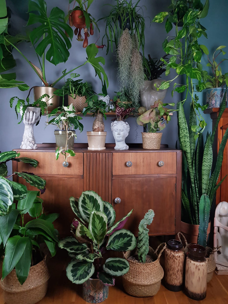 “Plants give us oxygen for the lungs and for the soul. Green Charm