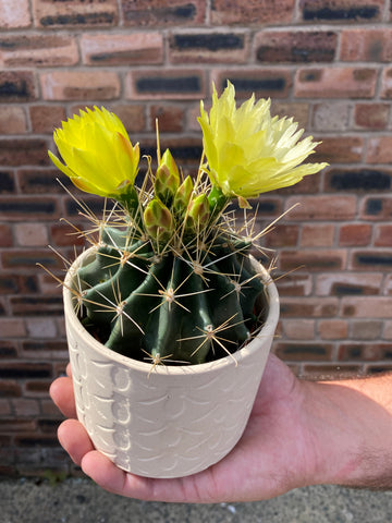 Ferocactus Hamatacanthus Exotic Flowering Barrel Cactus 20cm