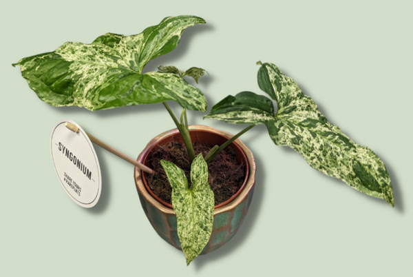 Syngonium Podophyllum Mottled Mojito