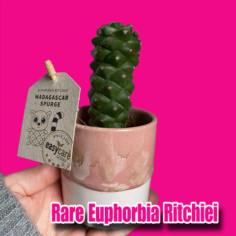Rare Euphorbia Ritchiei Madagascar Spurge 15cm