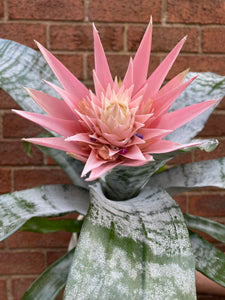 Aechmea Fasciata Primera Silver Vase Urn Plant Bromeliad With Pink Flower 50 - 60cm