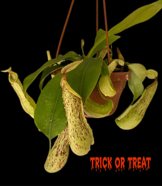 Nepenthes Mojito Carnivorous Plant Monkey Jars Pitcher Plant Hanging 35cm