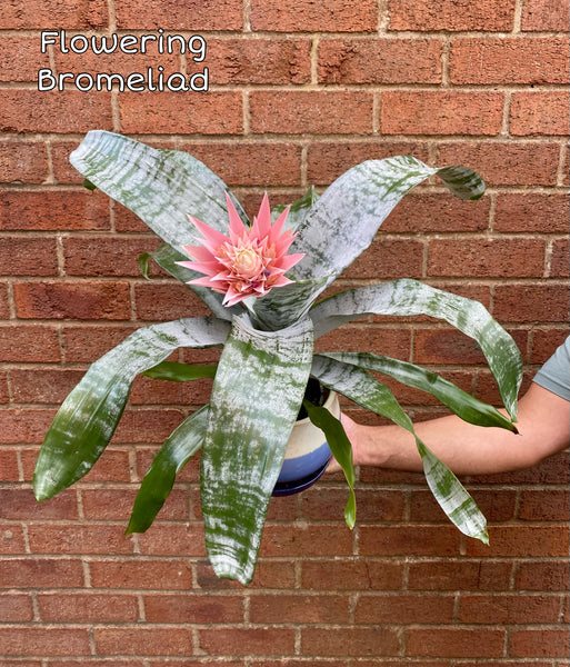 Aechmea Fasciata Primera Silver Vase Urn Plant Bromeliad With Pink Flower 50 - 60cm