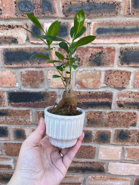 Bonsai Tree Ficus Ginseng 30cm