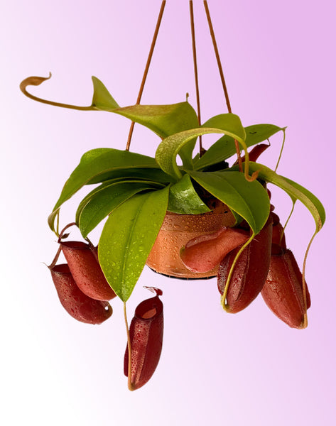 Nepenthes Bloody Mary Carnivorous Plant Monkey Jars Pitcher Plant Hanging 35cm