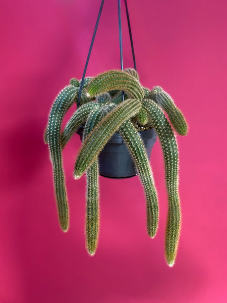 Cleistocactus Strausii Tarantula Plant Hanging Cactus 35cm