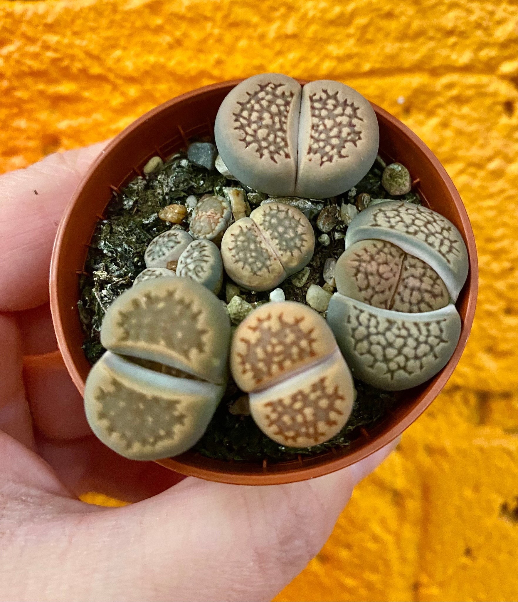 Lithops Living Stone Succulent 