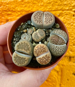 Lithops Living Stone Succulent 