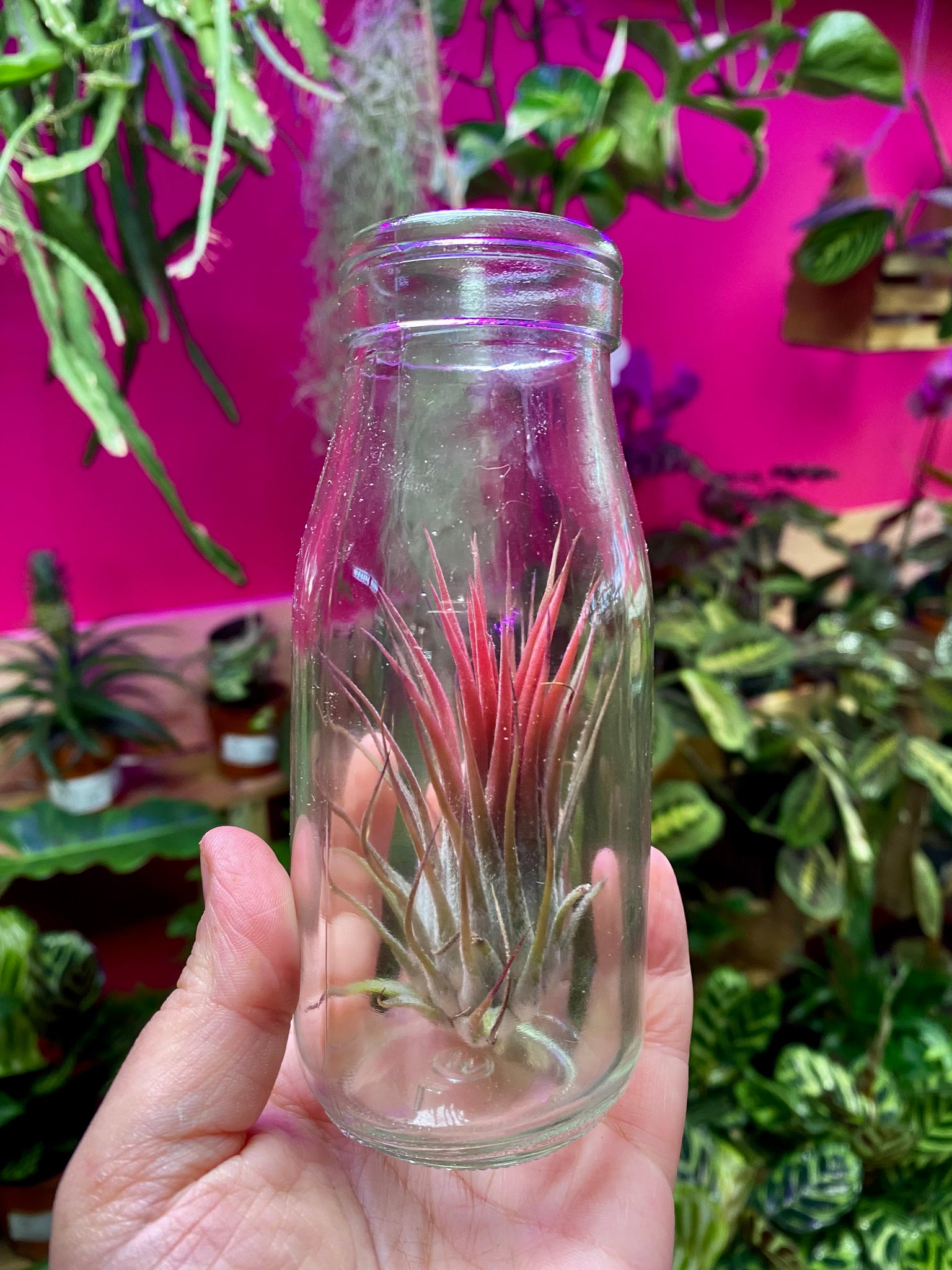 Tillandsia Ionantha in Glass Jar 14 cm